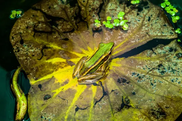 Der grüne Frosch auf dem Lotusblatt. — Stockfoto