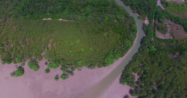 Vatten Från Staden Pass Mangrove Skog — Stockvideo