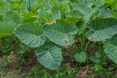 fil kulak çiftlik çiftlik yağmurlama ile serpilir.