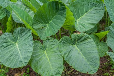 fil kulak çiftlik çiftlik yağmurlama ile serpilir.