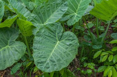 fil kulak çiftlik çiftlik yağmurlama ile serpilir.