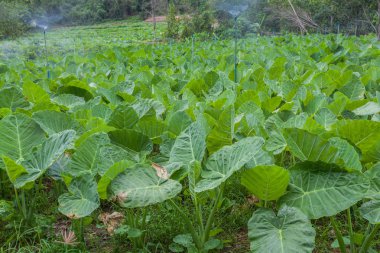 fil kulak çiftlik çiftlik yağmurlama ile serpilir.