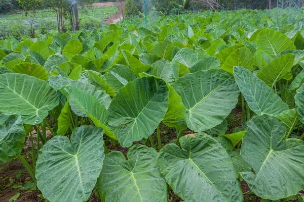 fil kulak çiftlik çiftlik yağmurlama ile serpilir.