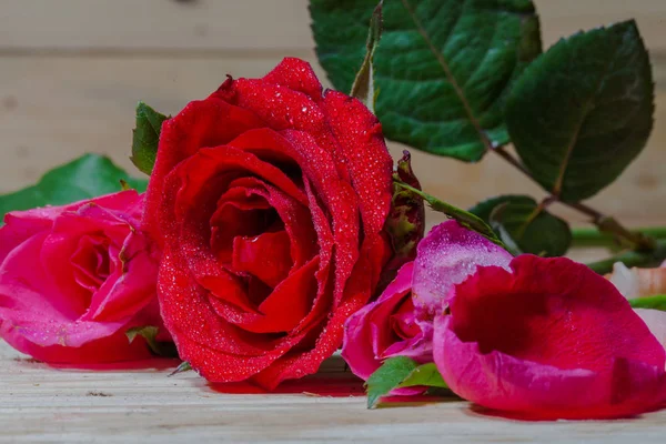 Gouttes de bâton d'eau sur pétale de rose — Photo