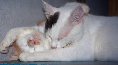 kedi kumu masada oynuyor.