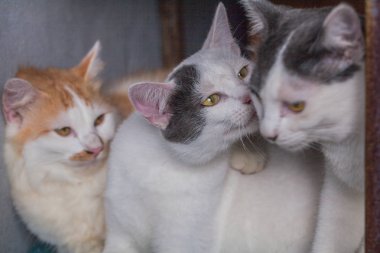 kedi kumu masada oynuyor.