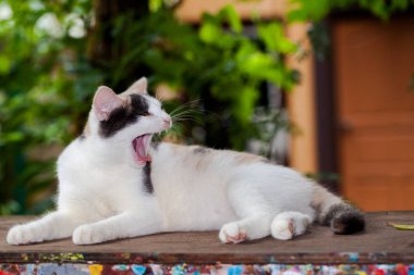 kedi kumu masada oynuyor.