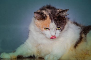 kedi kumu masada oynuyor.