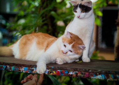 kedi kumu masada oynuyor.