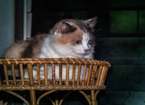 Draagstoel van de kat op tafel spelen. — Stockfoto