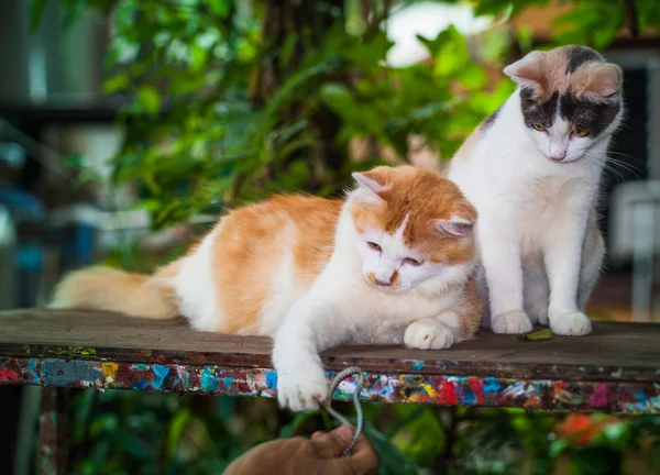 猫のトイレは、テーブルで遊んでいます。. — ストック写真