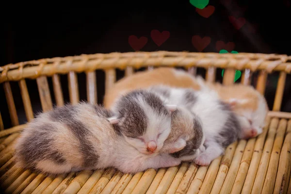 Kattungar sova i trä korg. — Stockfoto