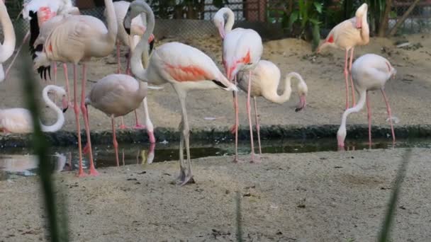 Un flamant rose dansant dans la foule d'oiseaux flamants roses — Video