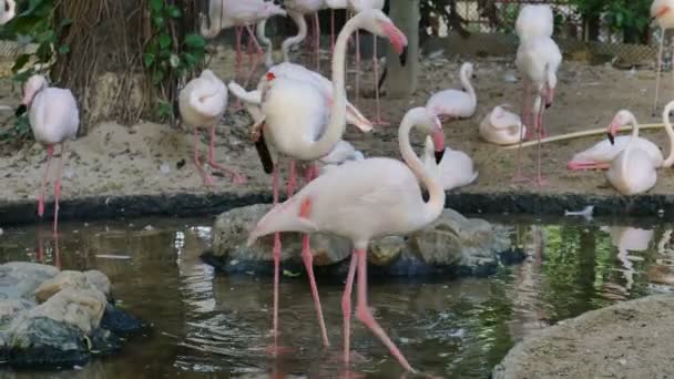 Flamingo pássaros encontrar um casal para se casar — Vídeo de Stock
