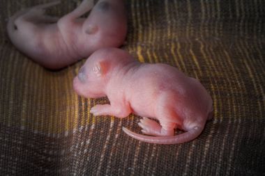 yatakta bebek sıçan uyku