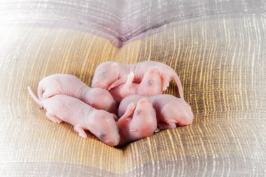 yatakta bebek sıçan uyku