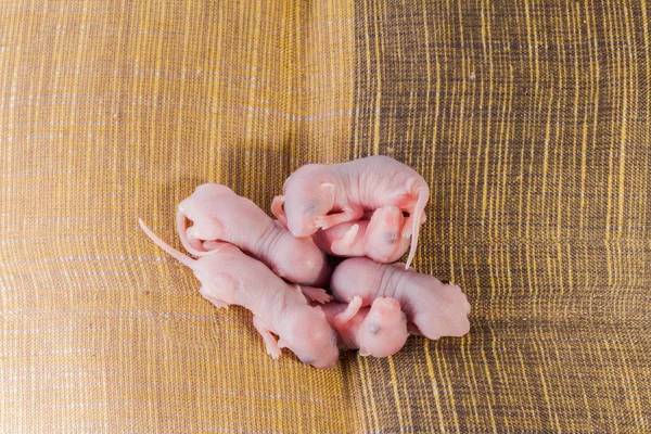 yatakta bebek sıçan uyku