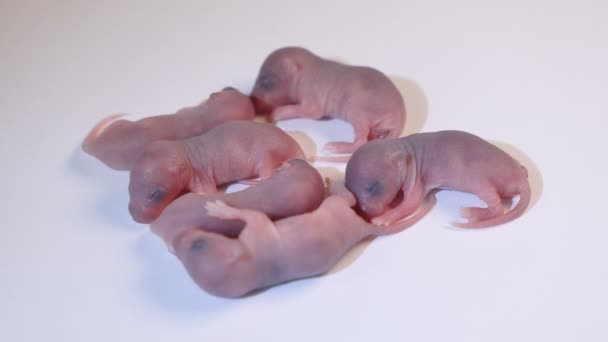 Neugeborene Ratten schlafen auf dem weißen Boden — Stockvideo