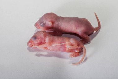 Bebek fareler beyaz zemin üzerinde