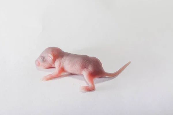 Baby rats on white floor — Stock Photo, Image