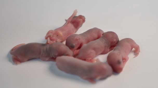 Baby αρουραίους σε λευκό δάπεδο — Αρχείο Βίντεο