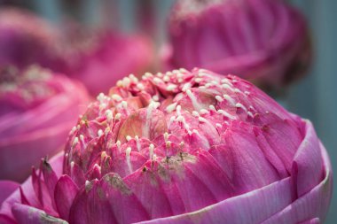 pembe lotus çiçek dekorasyon, çiçek pazarı.