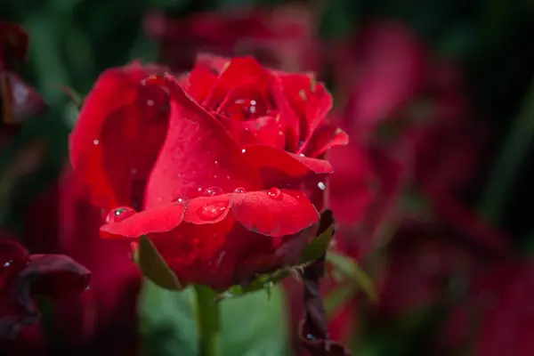 Czerwona róża róże kwiaty dekoracji na targ kwiatowy — Zdjęcie stockowe