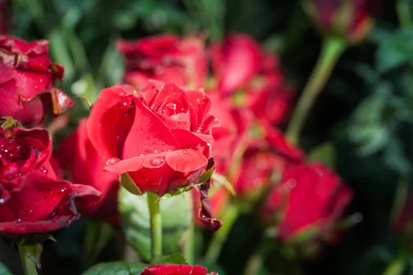 Czerwone róże kwiaty dekoracji na targ kwiatowy — Zdjęcie stockowe