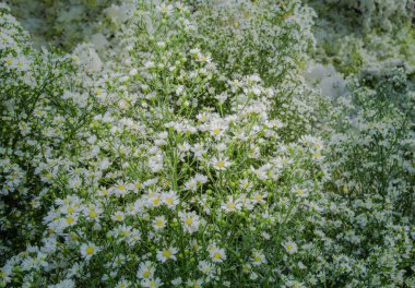 çiçek pazarı, rengârenk çiçeklerle dekorasyon.