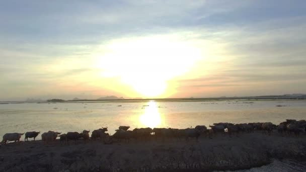 Ηλιοβασίλεμα Πάνω Από Κοπάδια Βουβαλιών Ένα Μικρό Νησί Βουβάλι Που — Αρχείο Βίντεο