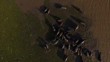 yağmur ormanı Talay Noi lakewater buffalo sürüler halinde yaşayan dalış tarafından besleme bataklık.