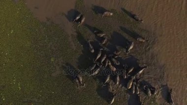 yağmur ormanı Talay Noi lakewater buffalo sürüler halinde yaşayan dalış tarafından besleme bataklık.