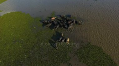 yağmur ormanı Talay Noi lakewater buffalo sürüler halinde yaşayan dalış tarafından besleme bataklık.
