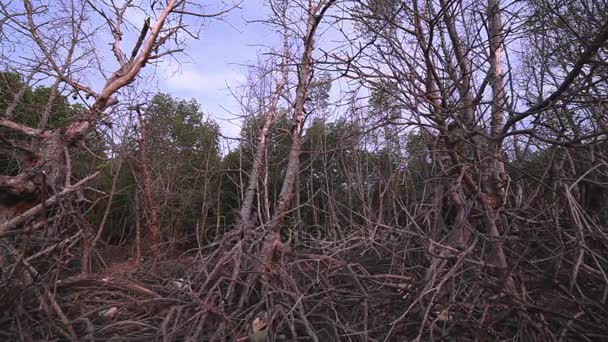 Νεκρός Μαγγρόβιο Δάσος Δίπλα Δάση Mangrove Λιμάνι Πουκέτ Γεμάτος Ζωή — Αρχείο Βίντεο
