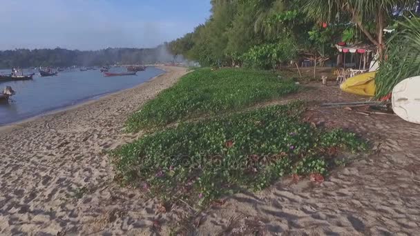 Bodenspalten Toten Mangrovenwäldern Neben Mangrovenwäldern Strotzen Vor Leben Ufervögel Krabbenfressende — Stockvideo