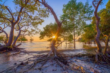 The sun shines through the mangrove trees the roots of the mangrove  sea erosion mangrove tree  clipart