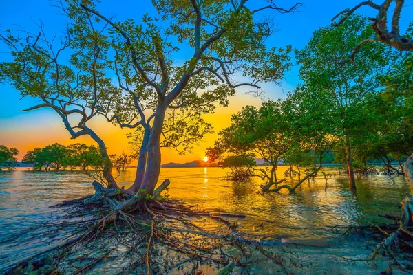 The sun shines through the mangrove trees the roots of the mangrove  sea erosion mangrove tree