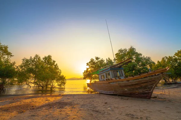 Mangrov deniz erozyon mangrov ağaç köklerinin mangrov ağaçların arasından güneş parlıyor 