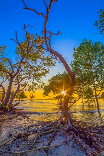 The sun shines through the mangrove trees the roots of the mangrove  sea erosion mangrove tree