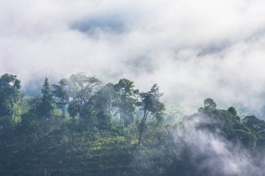 yavaş dağ benziyor üst kapak sis bir deniz üfleme sis yüzer. Soğuk havanın olduğu sabah dağda kayan sis sis bir deniz yapmak.