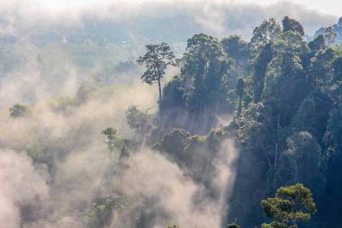 yavaş dağ benziyor üst kapak sis bir deniz üfleme sis yüzer. Soğuk havanın olduğu sabah dağda kayan sis sis bir deniz yapmak.