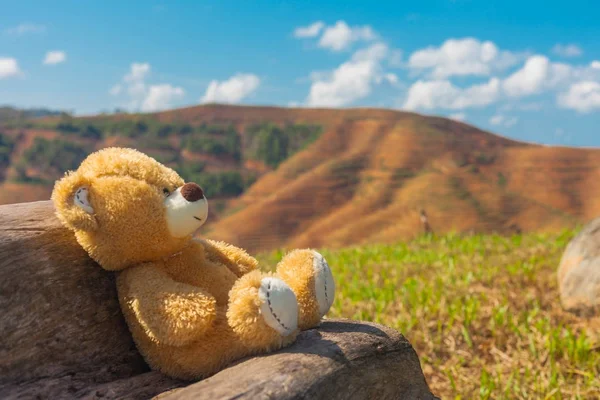 Seekor Beruang Duduk Kursi Kayu Untuk Melihat Pemandangan Indah Pulau — Stok Foto