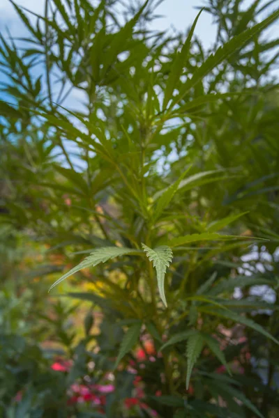 Hemp planted for learning and show. — Stock Photo, Image