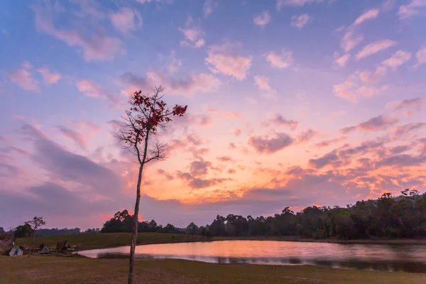 red leaves begin blossom in the spring season at Kao Yai National Park