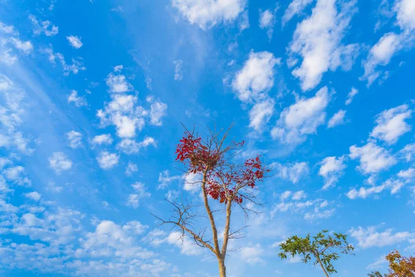 red leaves begin blossom in the spring season at Kao Yai National Park