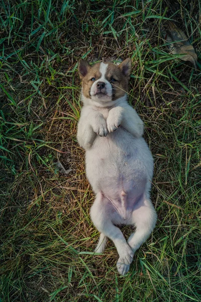 Thai Bangkaew Dog Puppies Sleep Grass — Stock Photo, Image