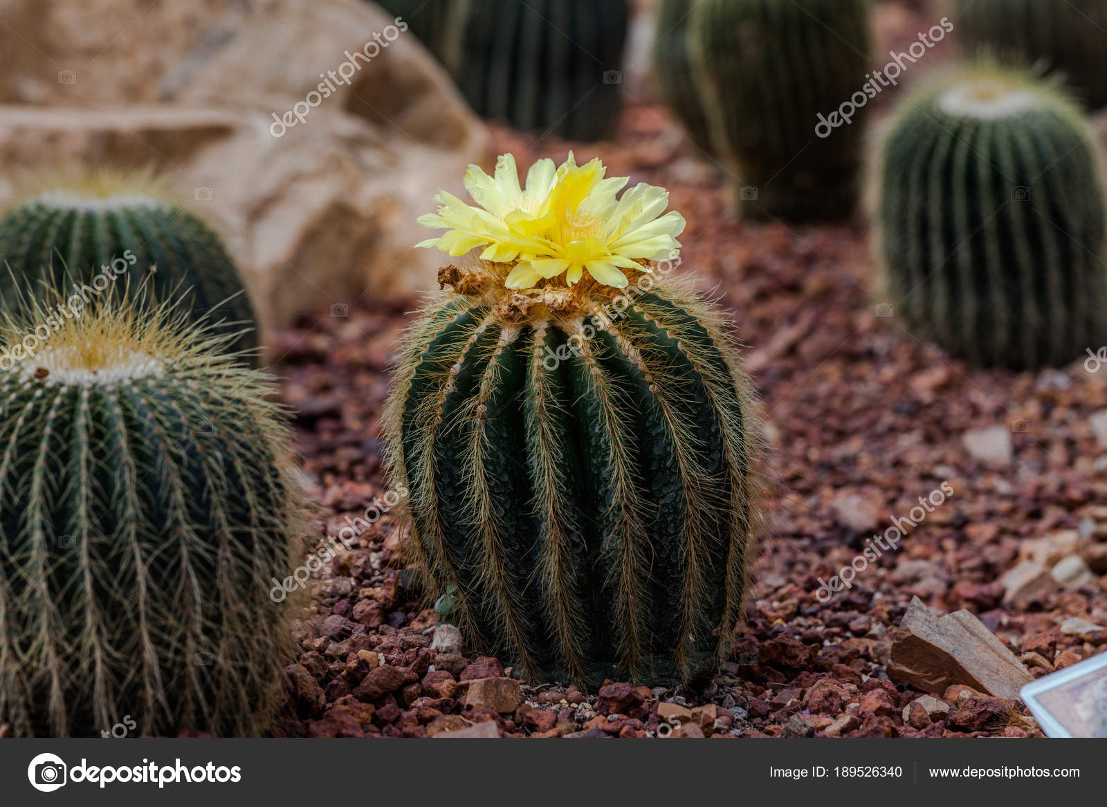 Gelbe Blume Kaktus Auf Dem Kies Der Kaktus Grüne Natur — Stockfoto ... Gelbe Blume Kaktus Auf Dem Kies Der Kaktus Grüne Natur — Stockfoto ...