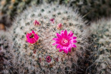 pembe kaktüs çiçek. Botanik Bahçesi kaktüs yeşil doğada