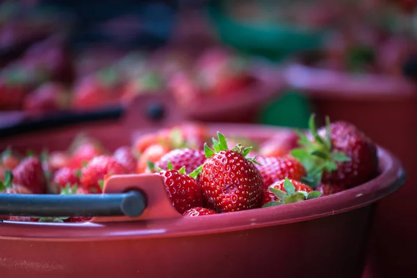 fresh strawberry from the farm to sell in the market on Mon Jam tribal village in Chiang Mai