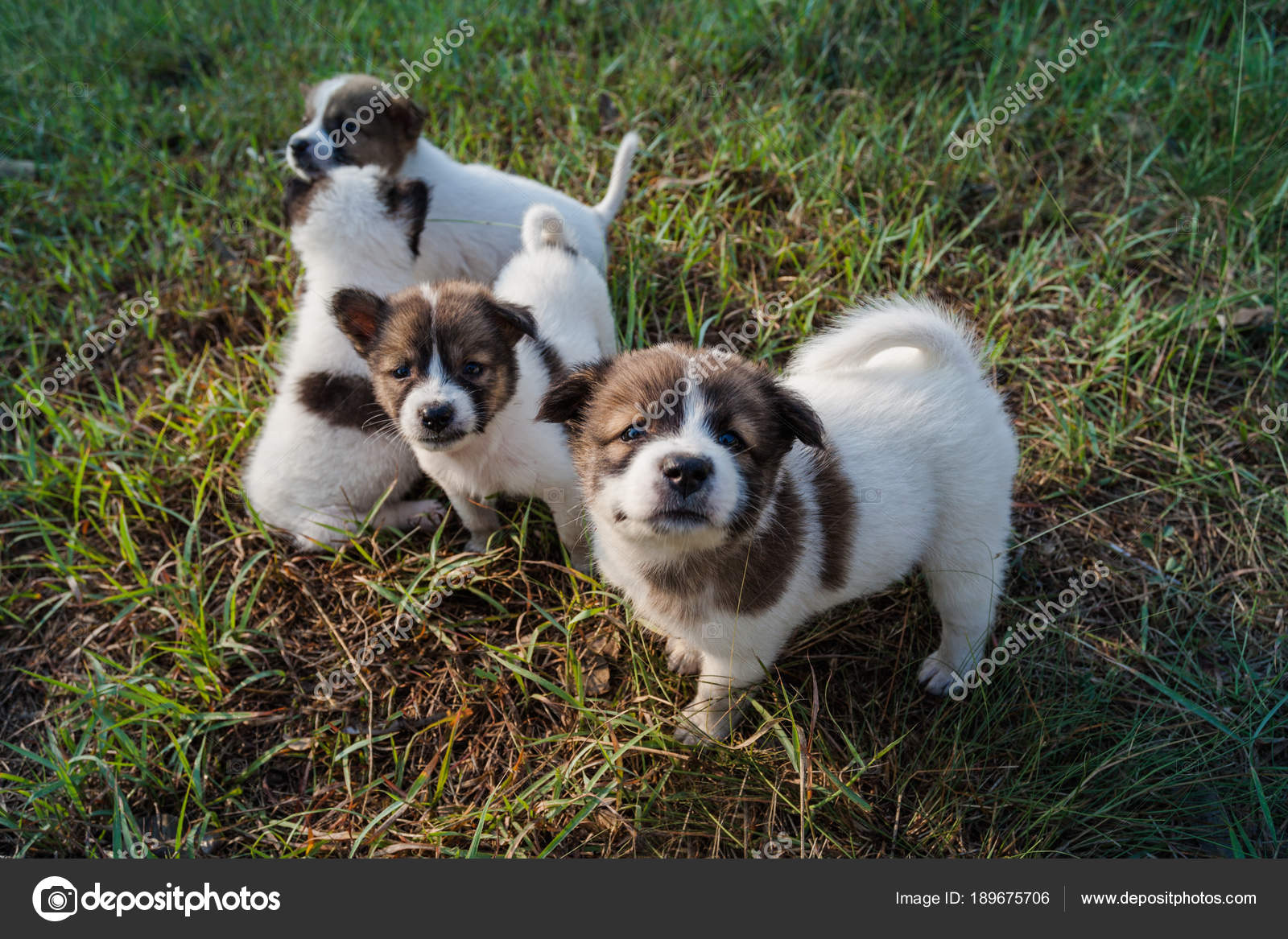 Thai Bangkaew Dog Puppies Field Stock Photo C Thaisign 189675706